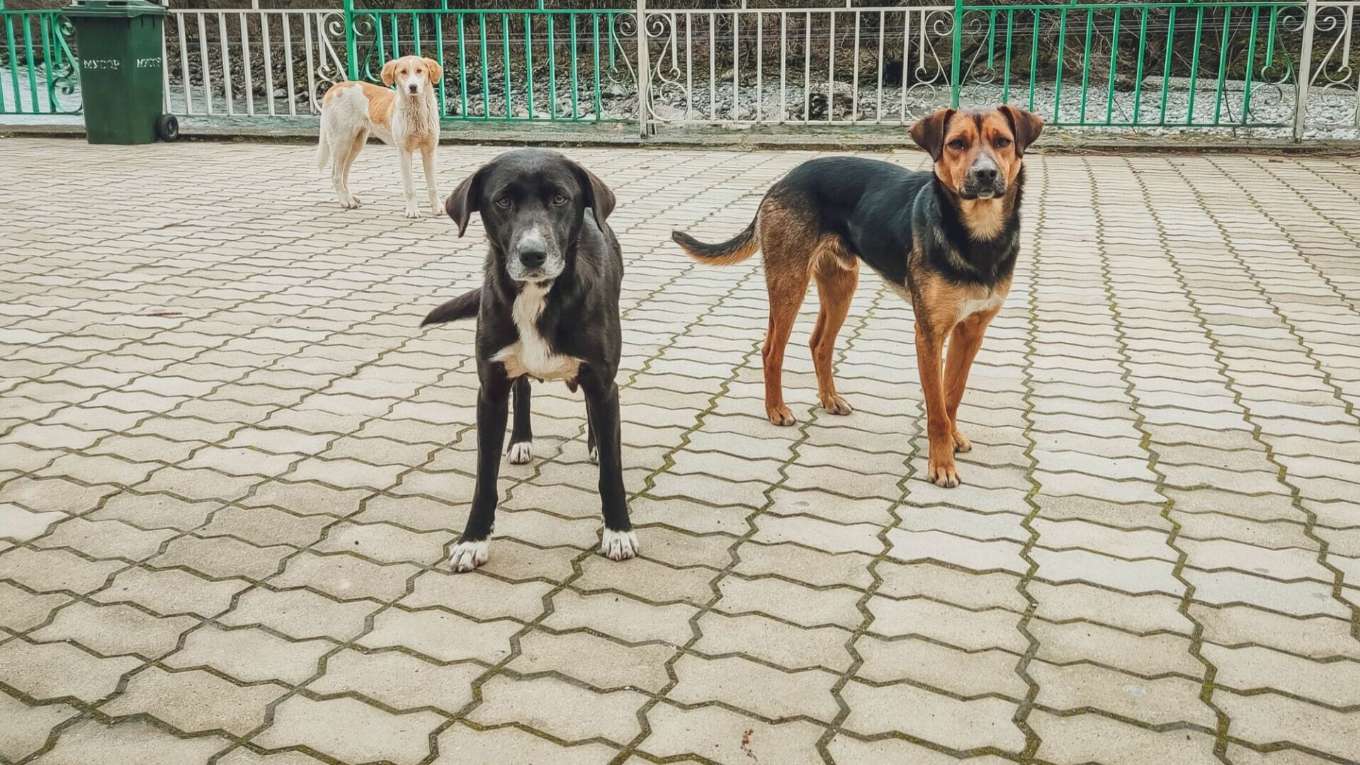 собаки в Улан-Удэ