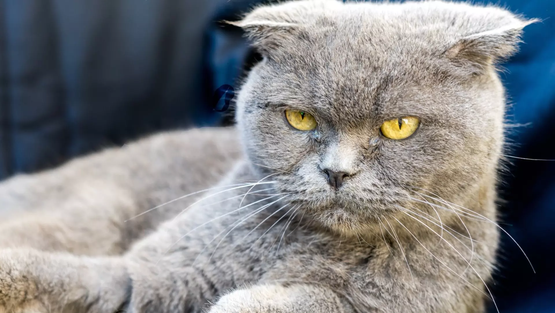 Умеют ли кошки обижаться: особенности кошачьего поведения